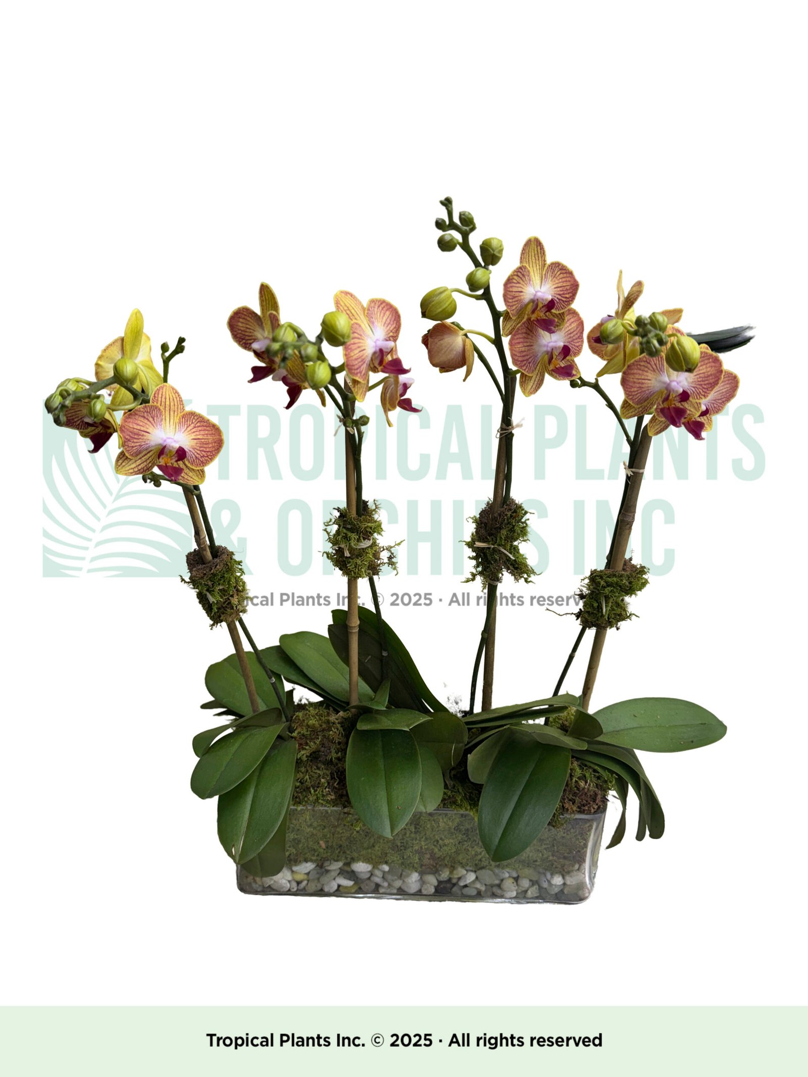 Mini Orange Orchid plus rec. glass