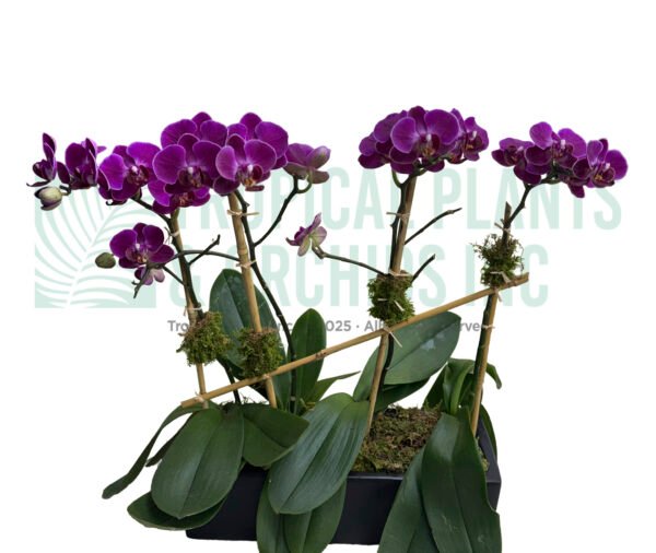 Mini purple Orchid plus rec. black
