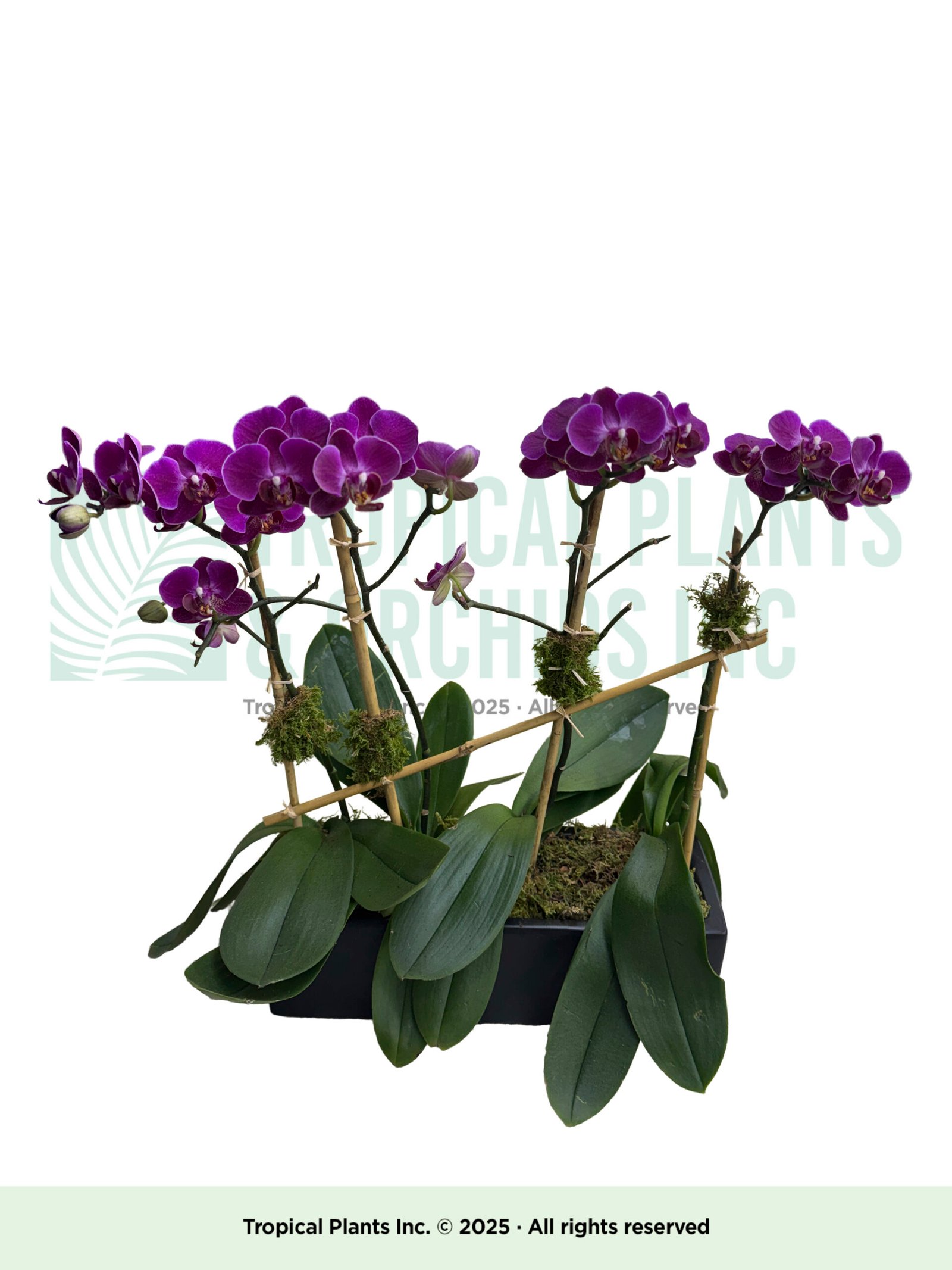 Mini purple Orchid plus rec. black