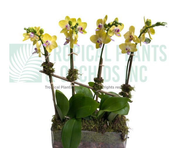 Mini yellow Orchid plus rec. glass