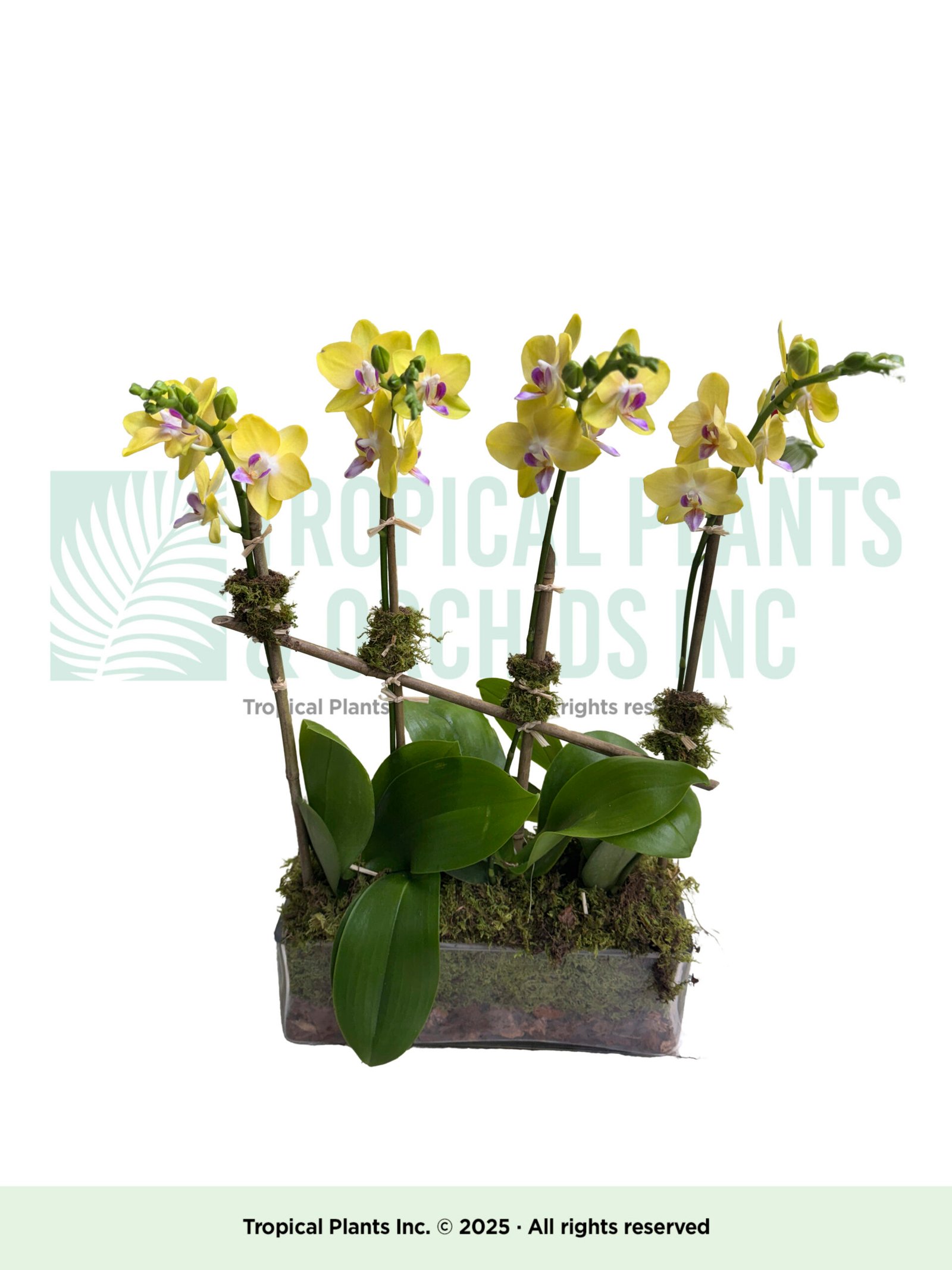 Mini yellow Orchid plus rec. glass