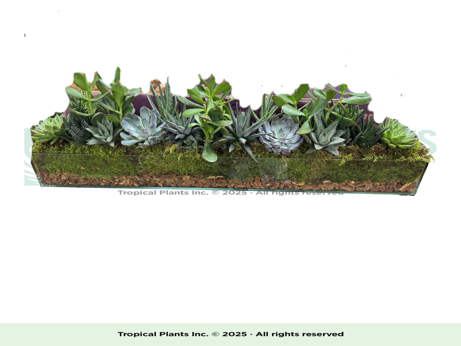 Succulent Long Glass