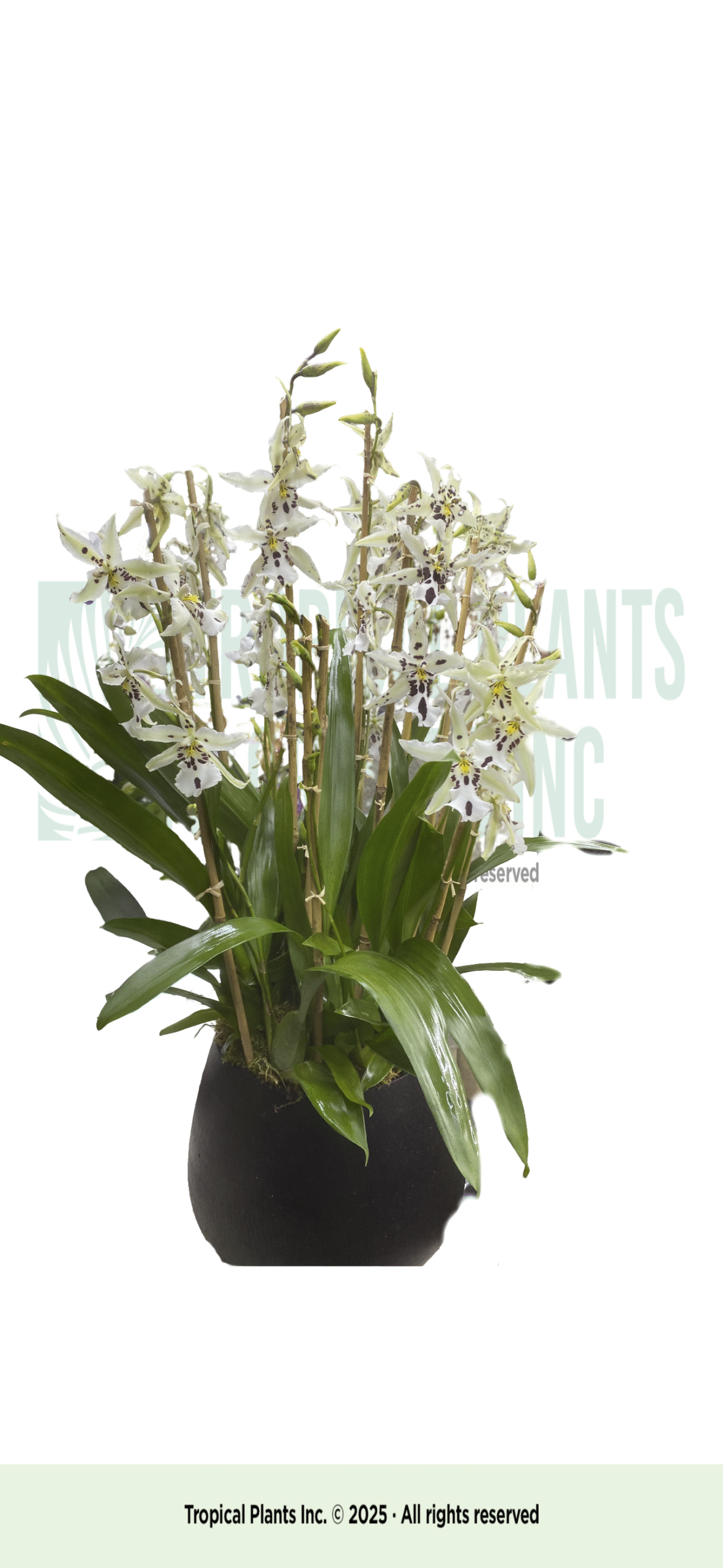 Cream Ancidiums in Black Pot