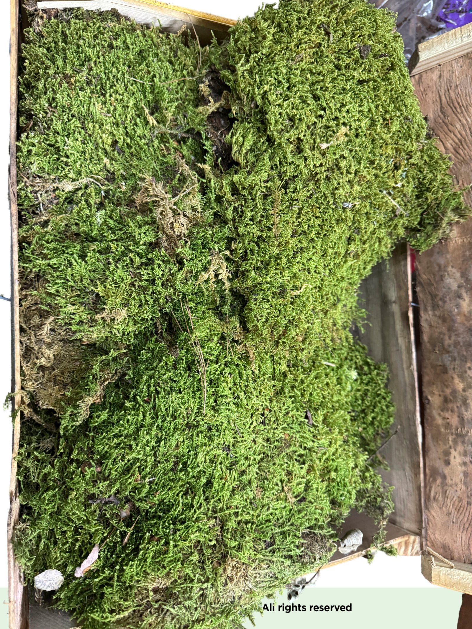 Crate Of Moss