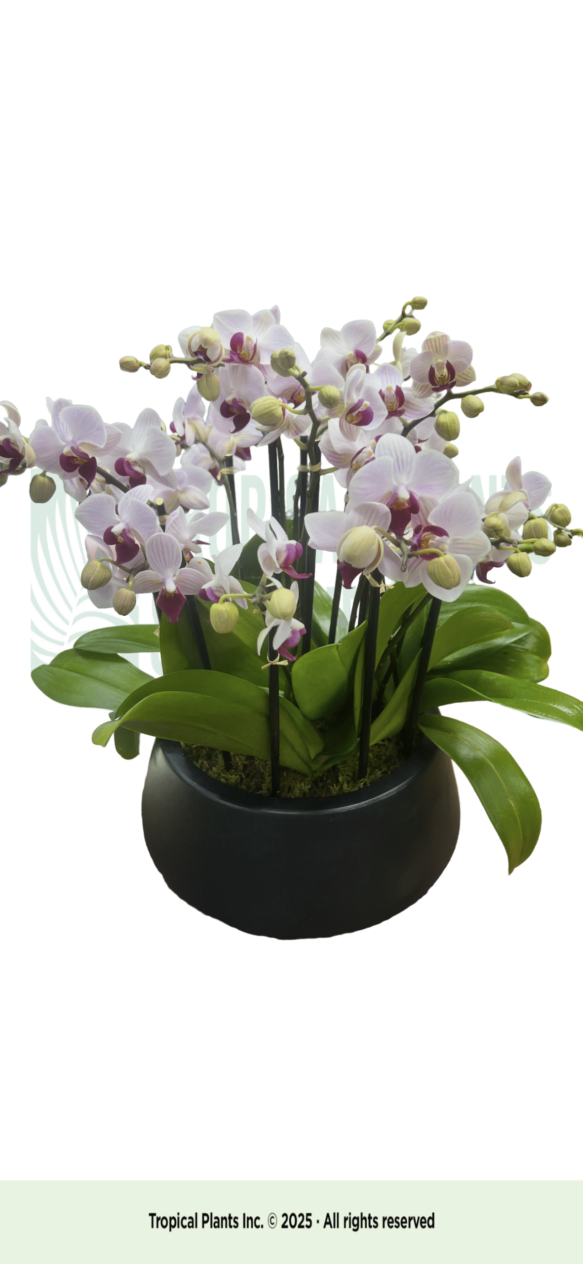 11 stem mini pink in black bowl