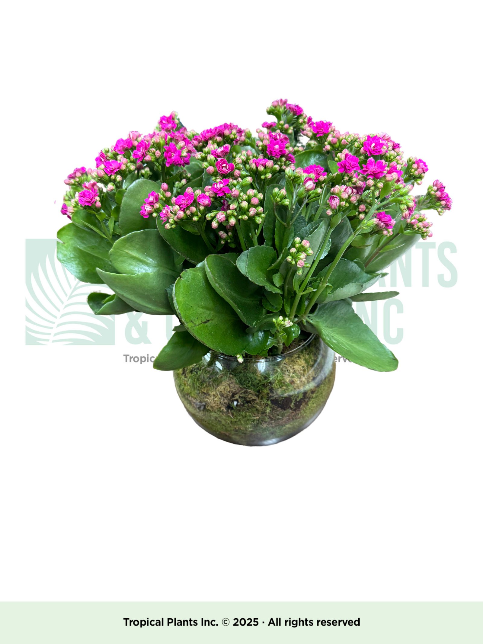 Kalanchoe In Glass (2)