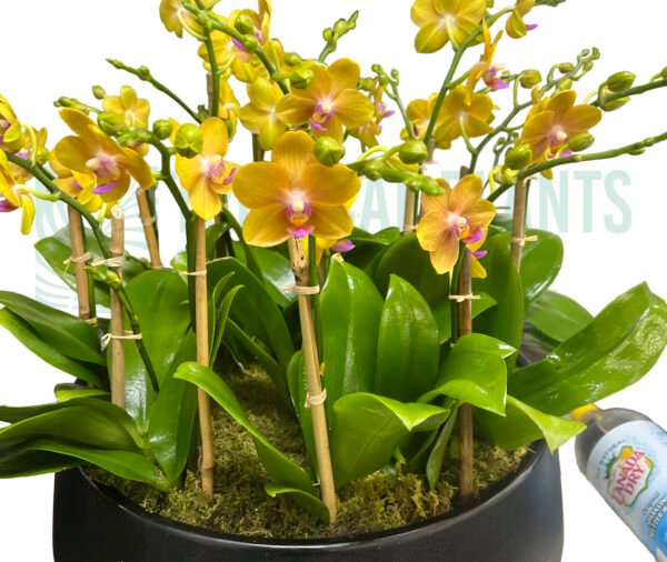 Mini Orchids Orange (15 stem)
