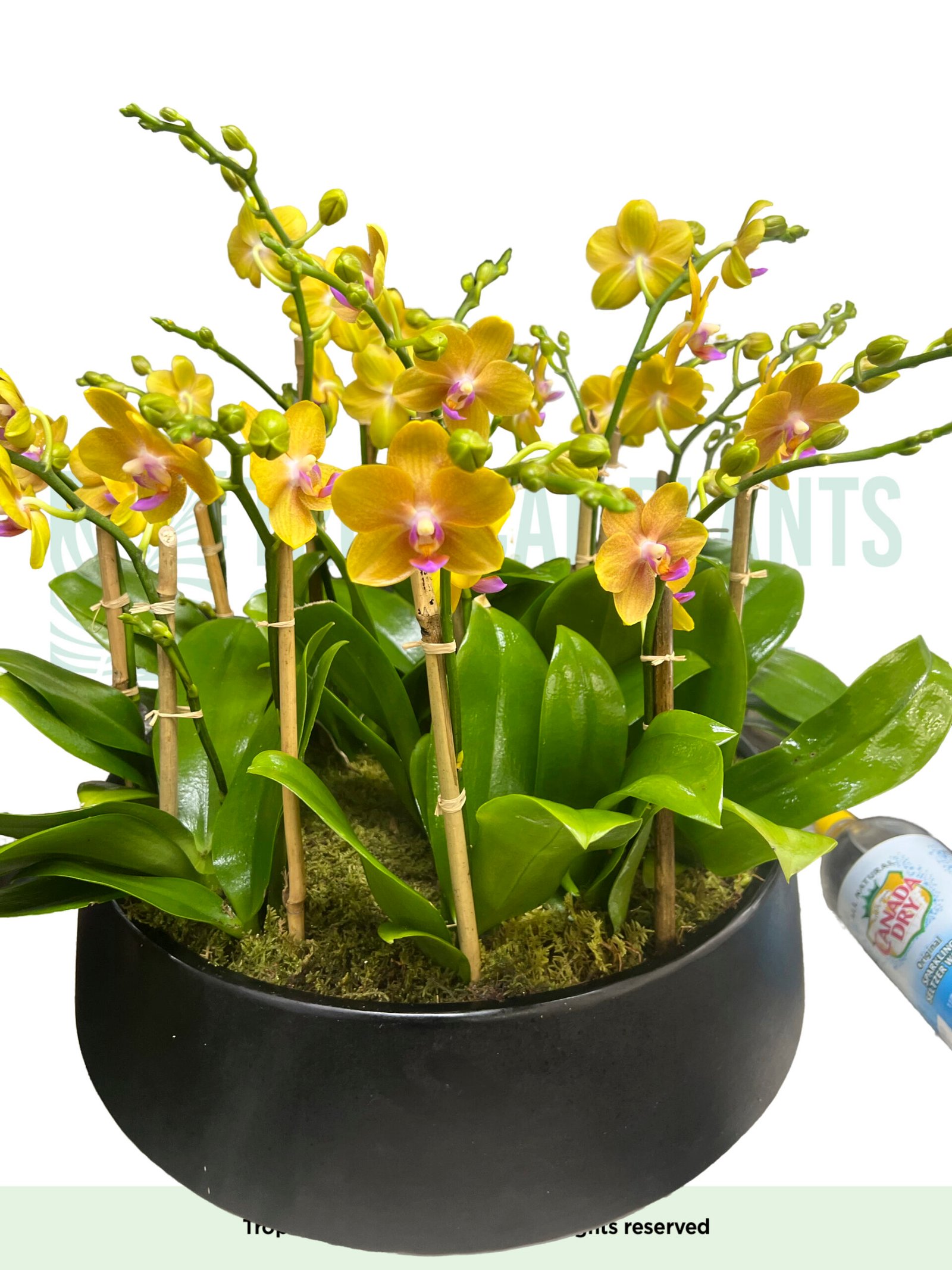 Mini Orchids Orange (15 stem)