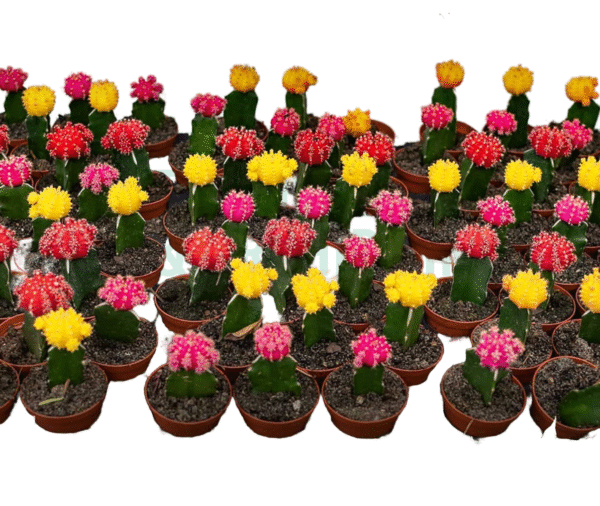 Cactus in Clay Pot (each)