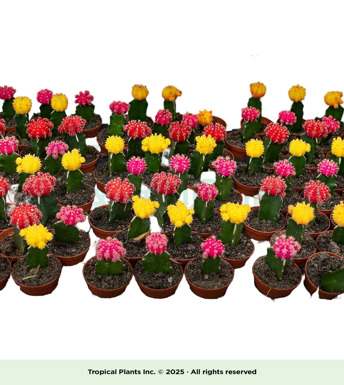 Cactus in Clay Pot (each)