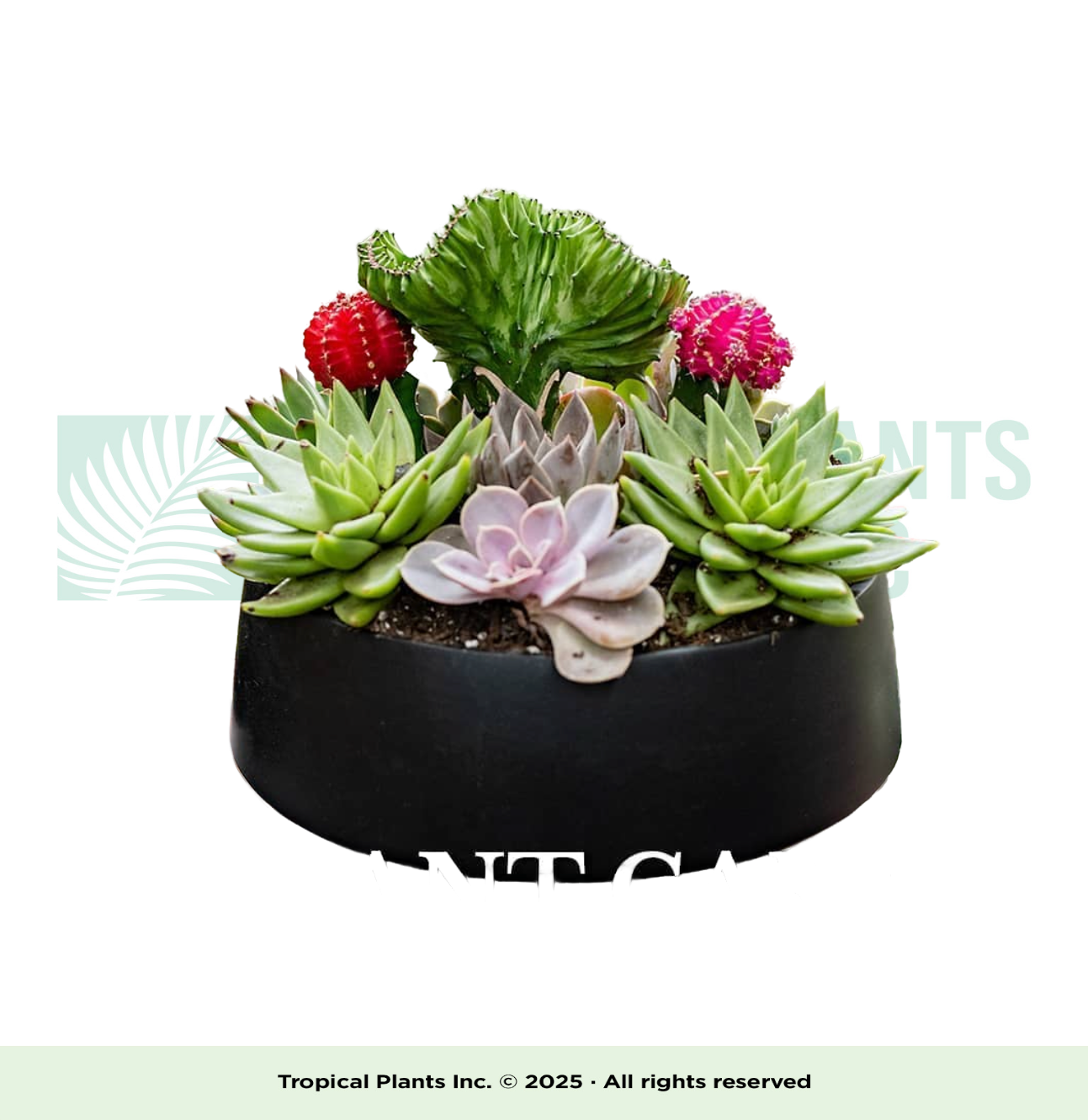 Succulent Arrangement B