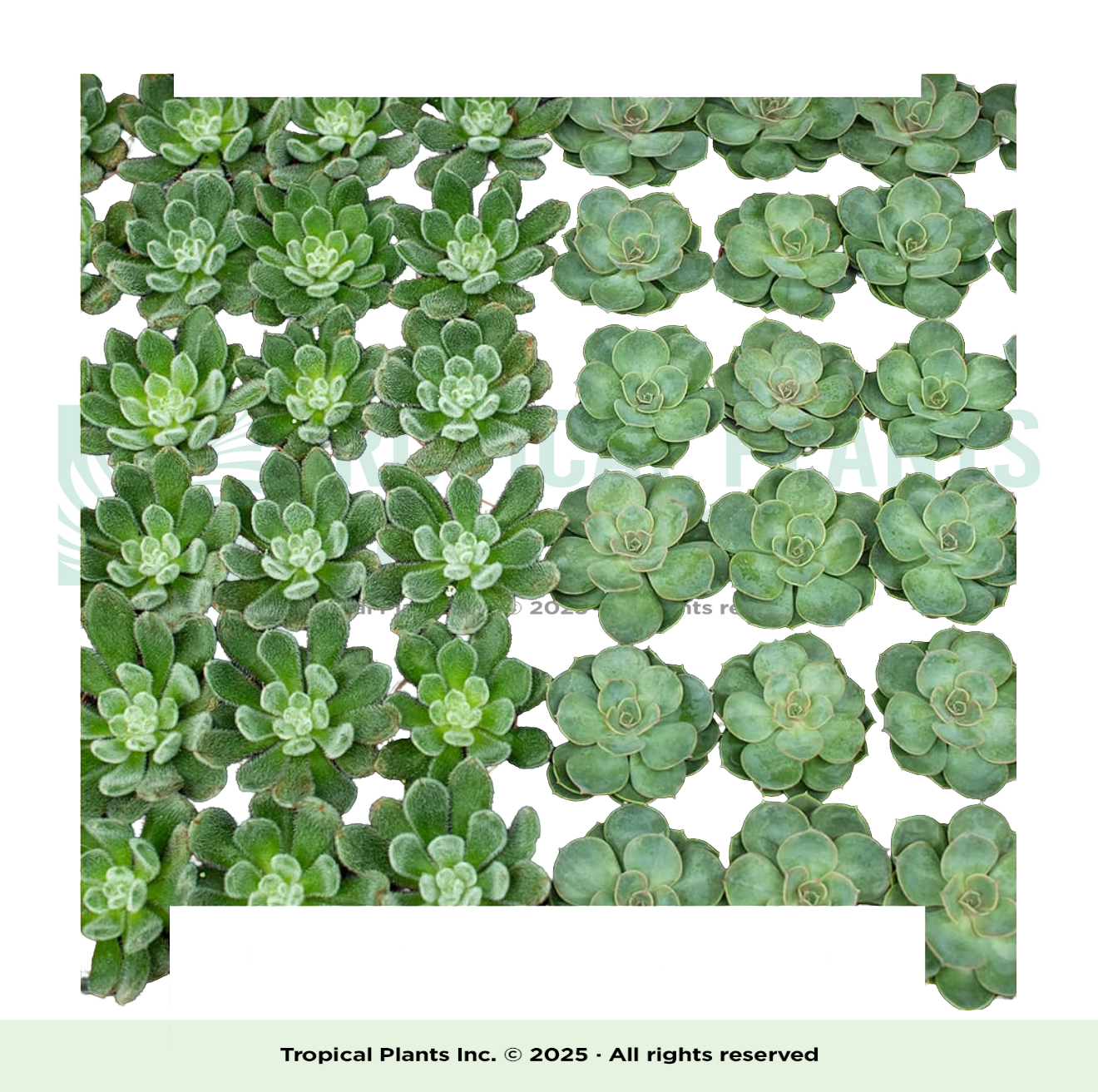 Succulent Bloom (each)