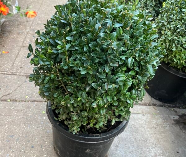 Boxwood 1