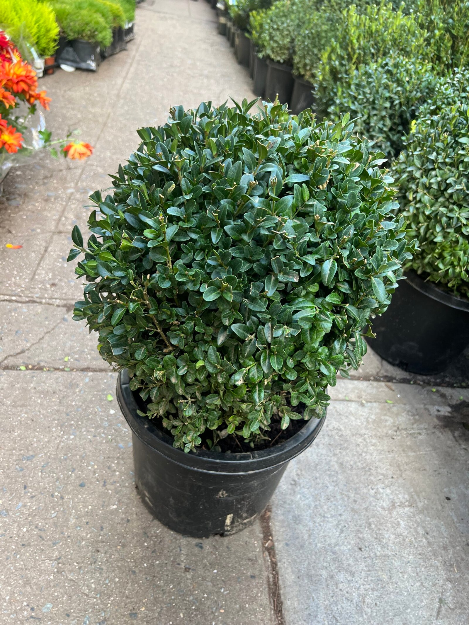 Boxwood 1