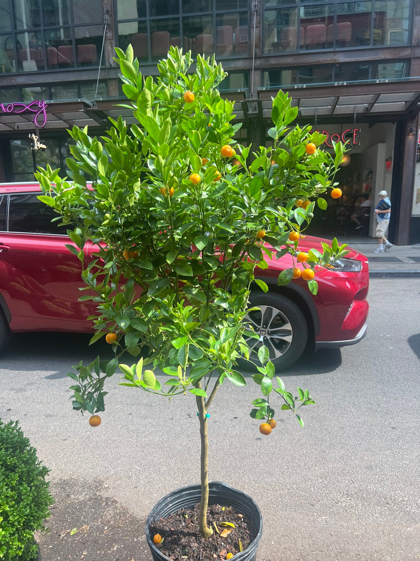 Orange Tree 17" (5'-6' tall)