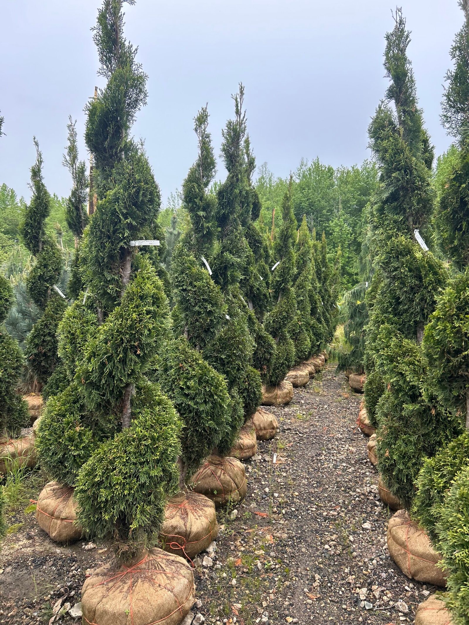 Spiral Topiaries (7')