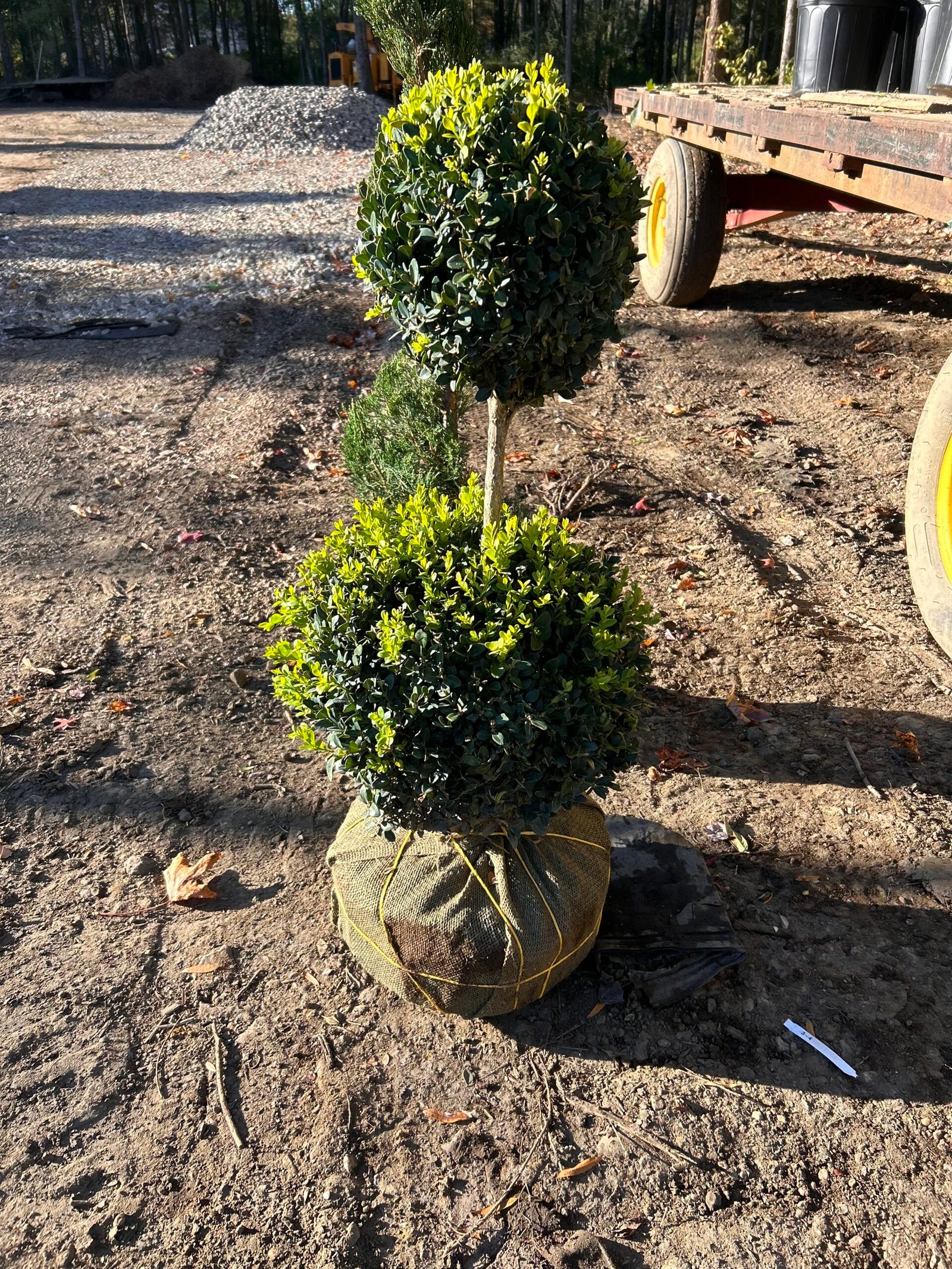 2 Ball Topiary 3' tall (burlap)