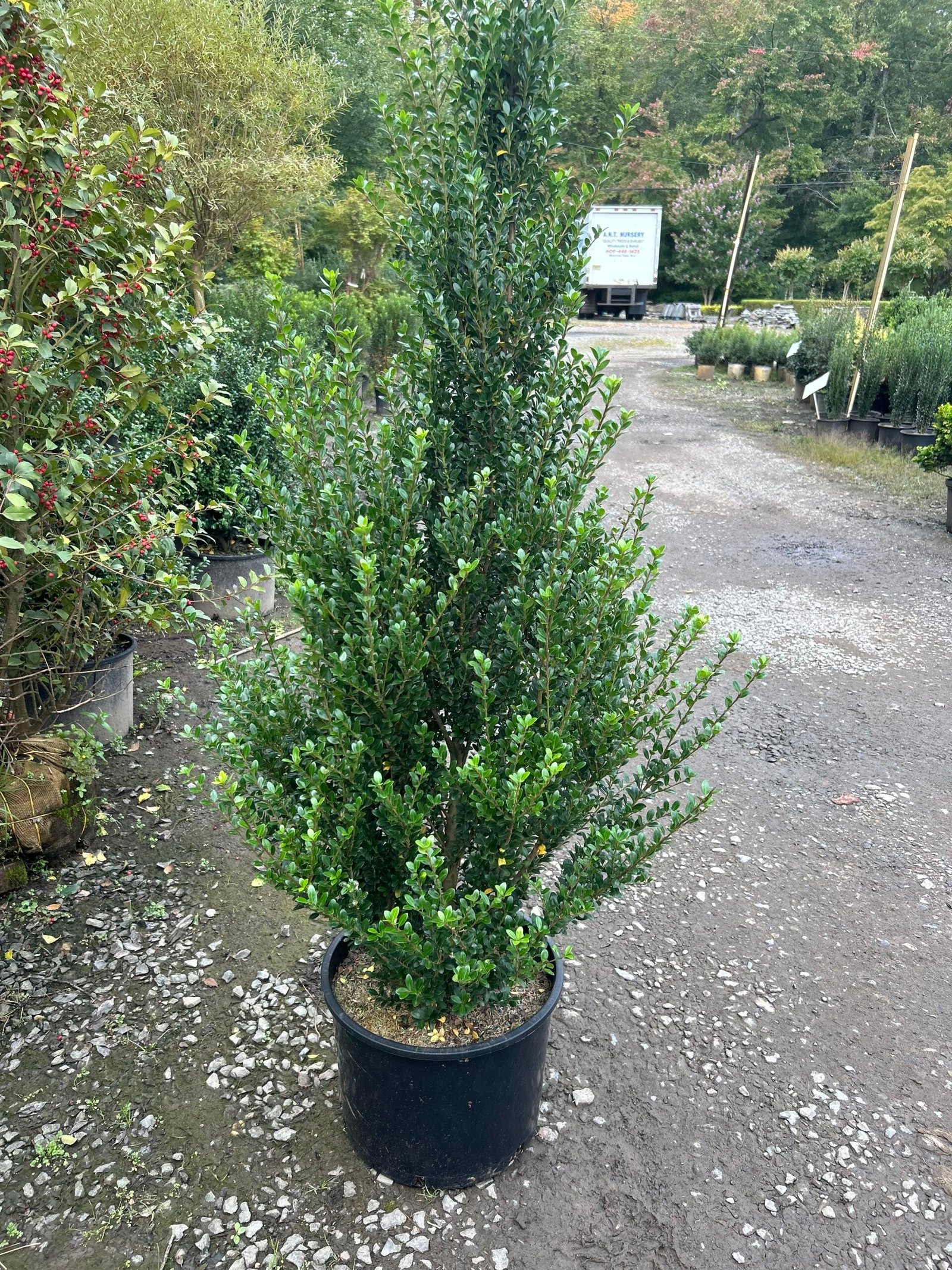 Steve Holly Shrub 14" (5' tall)