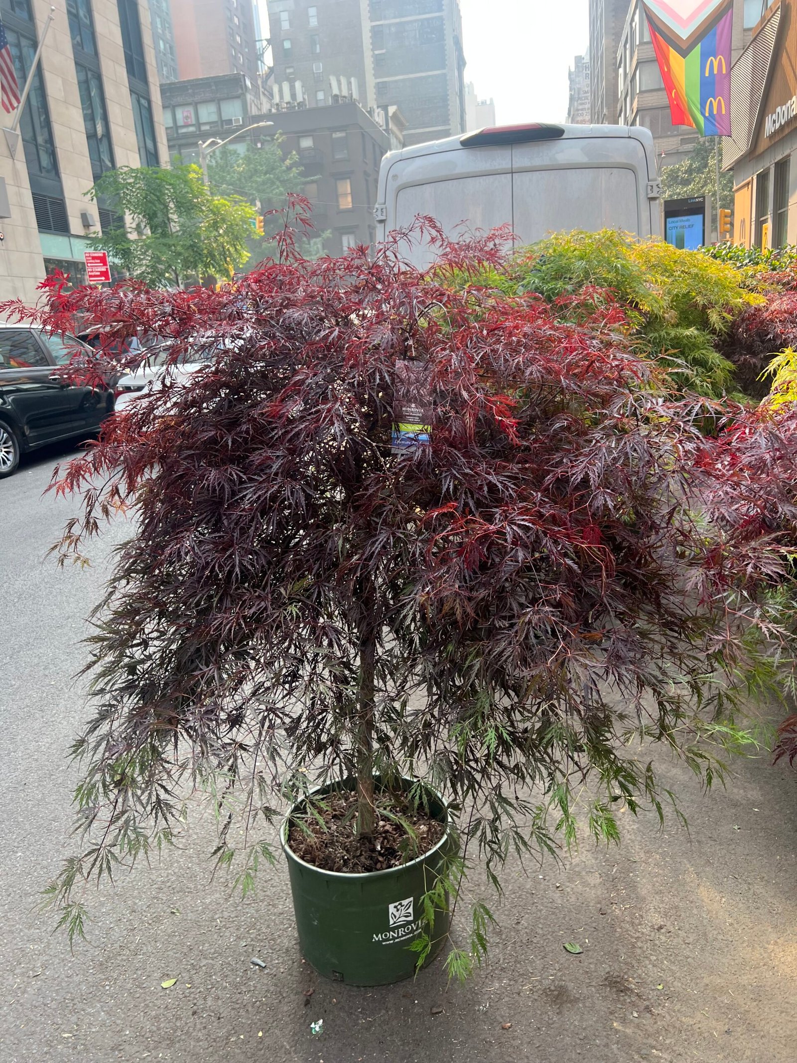 Red Maple 16" (4'-5' tall)