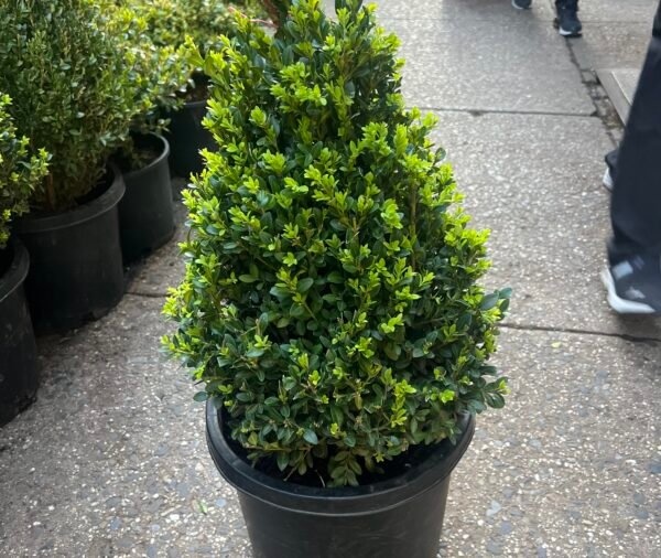 Boxwood 2 (cone)
