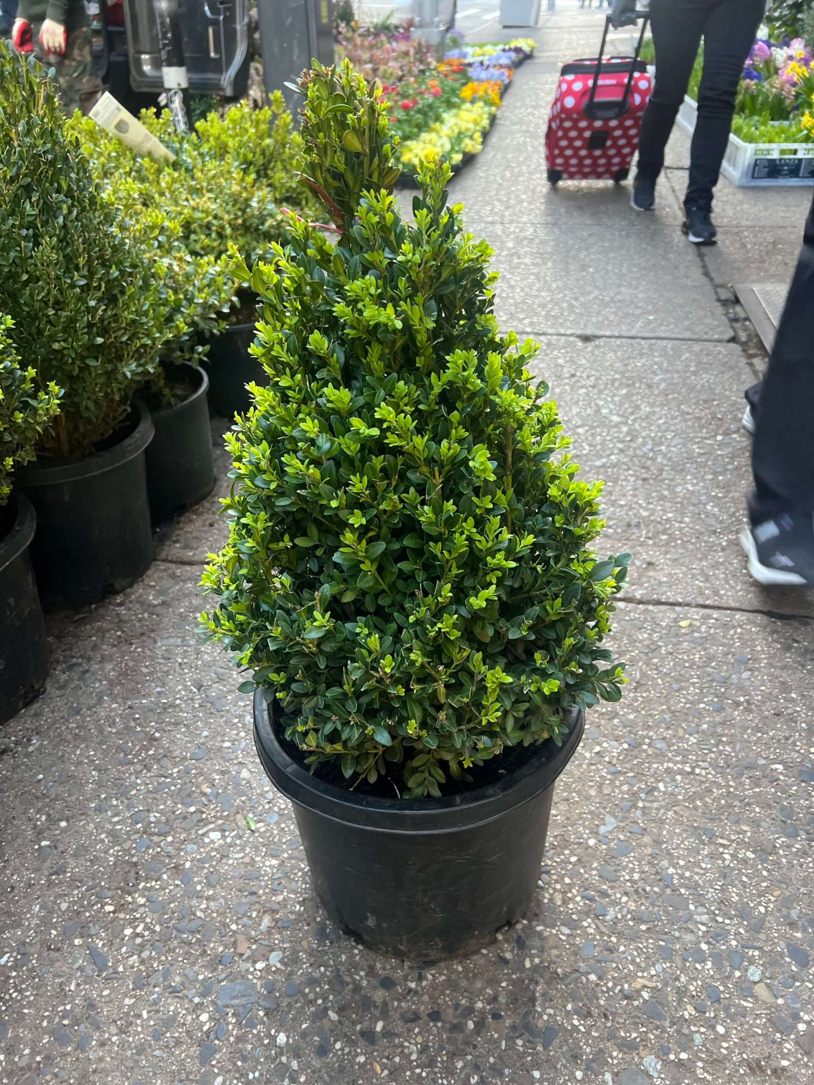 Boxwood 2 (cone)
