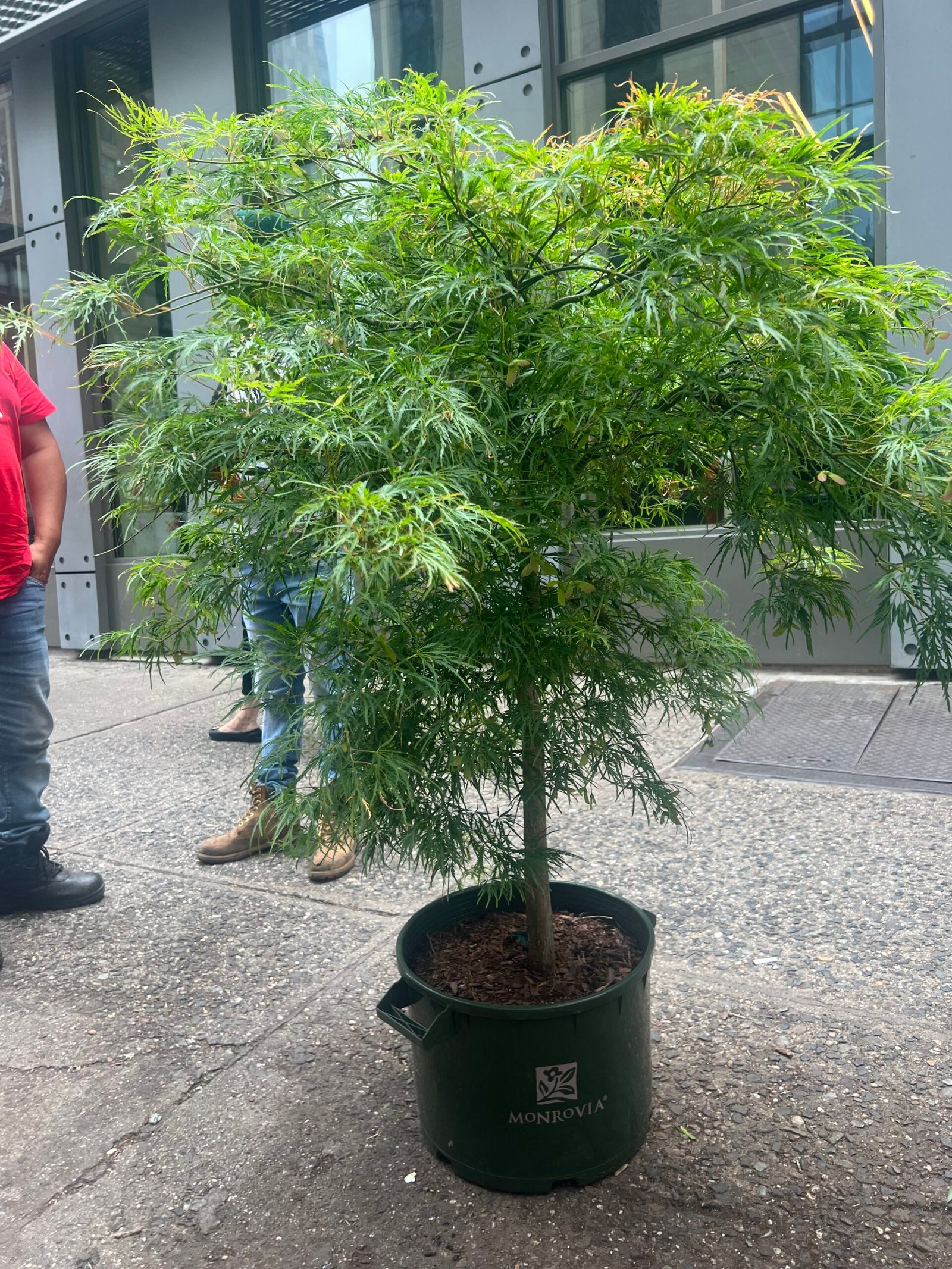 Green Maple 16" (4'-5' tall)