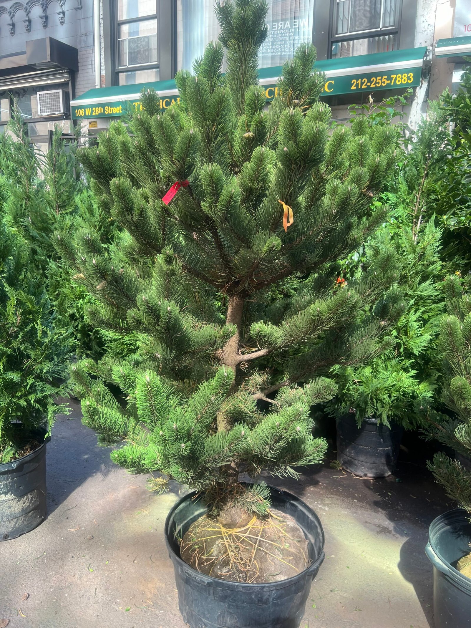 Austrian Pine (6') Burlap