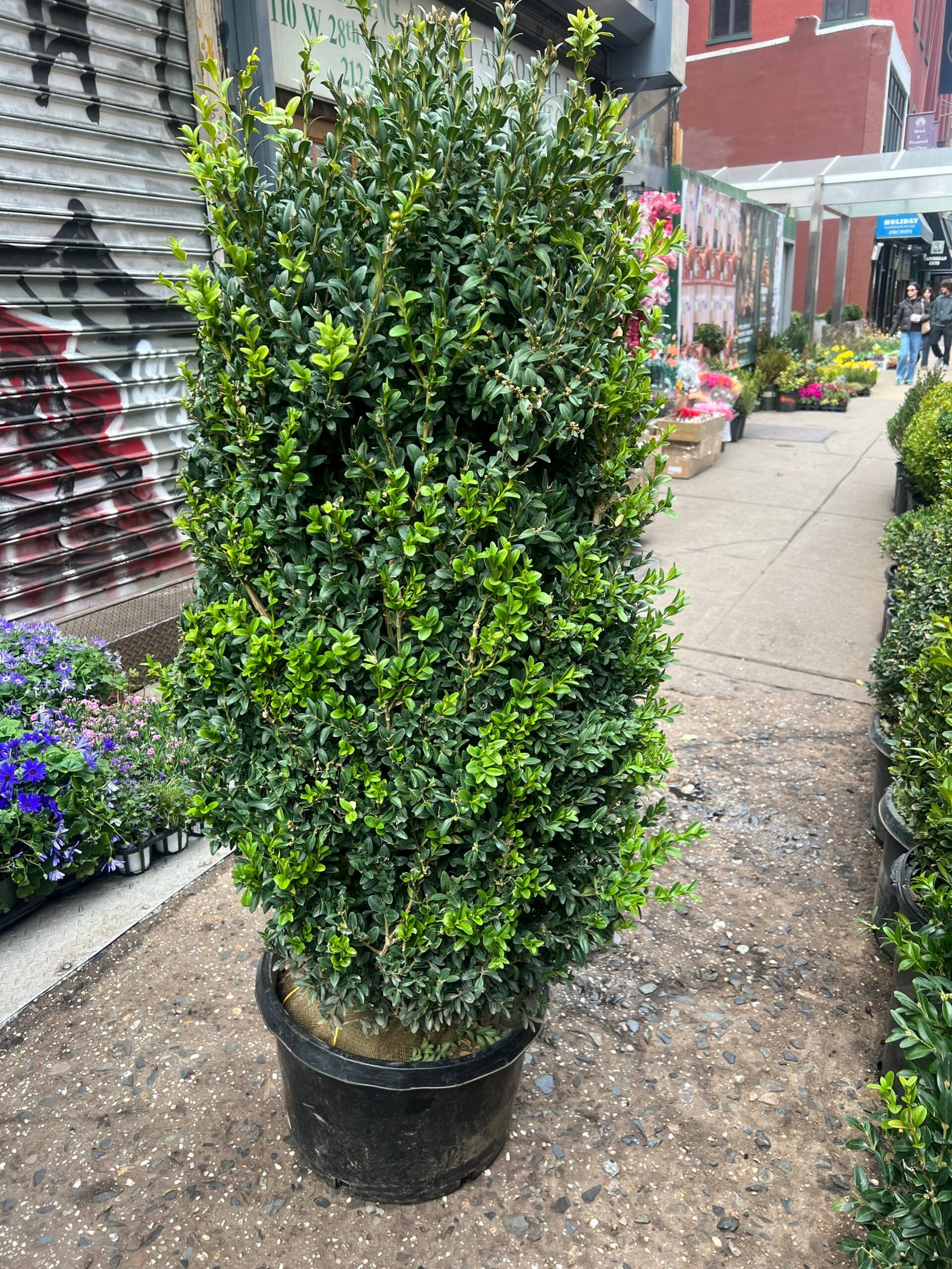 Large Boxwood Hedge 4'-5' tall