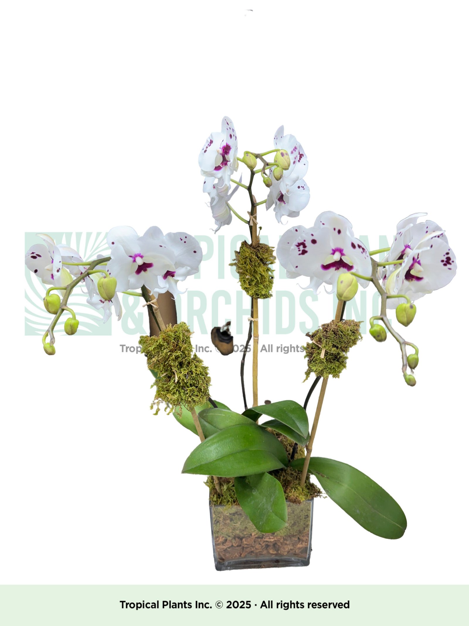 3 stem w/p orchids in glass