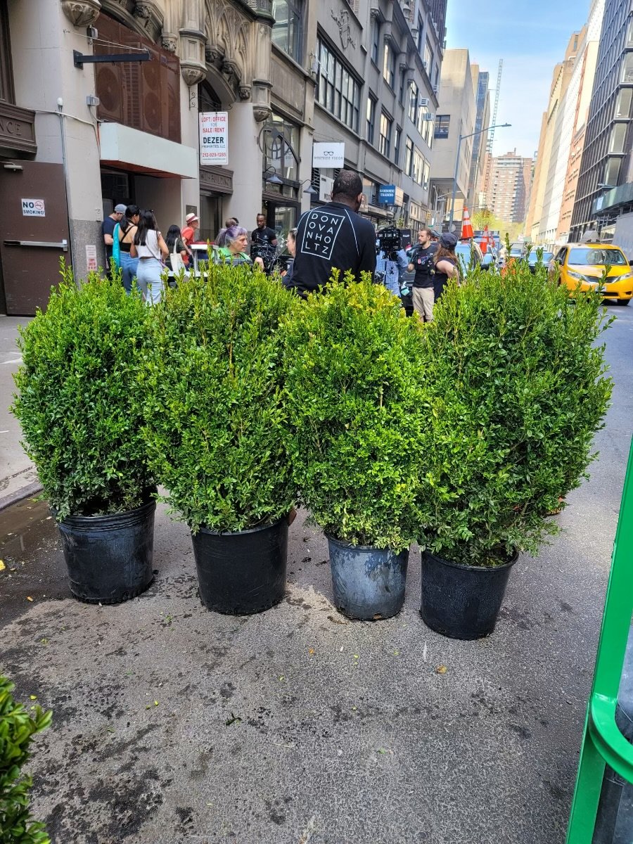 Mini Boxwood Hedge 3' tall