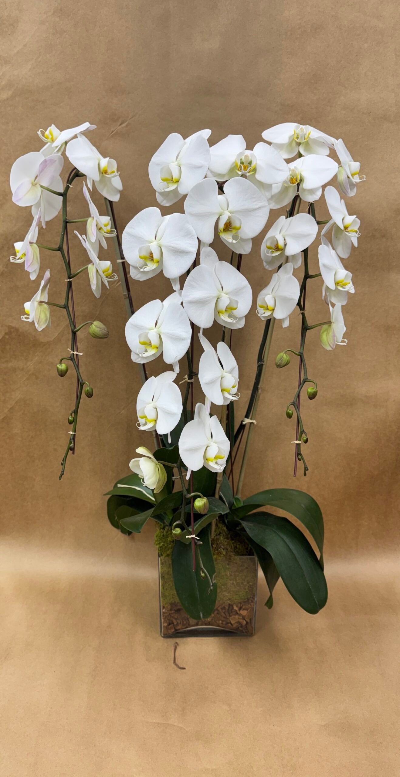 3 Stem Long Orchid